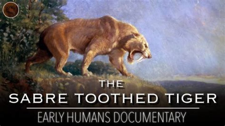 Did humans tame sabertooth?