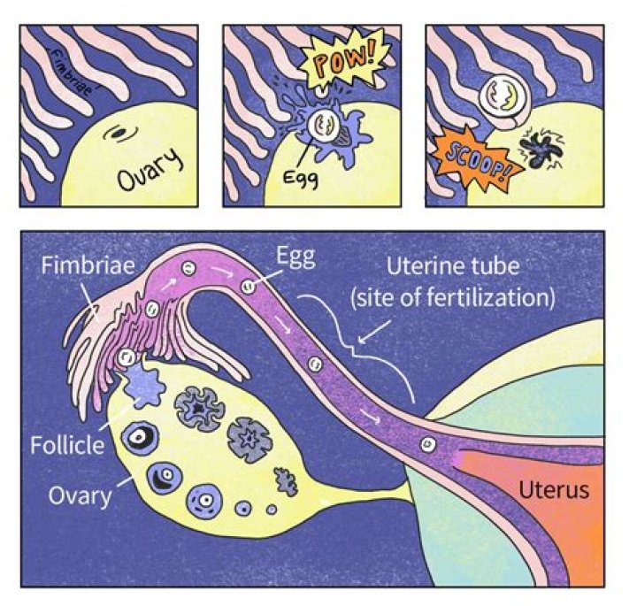 Did my egg get fertilized?