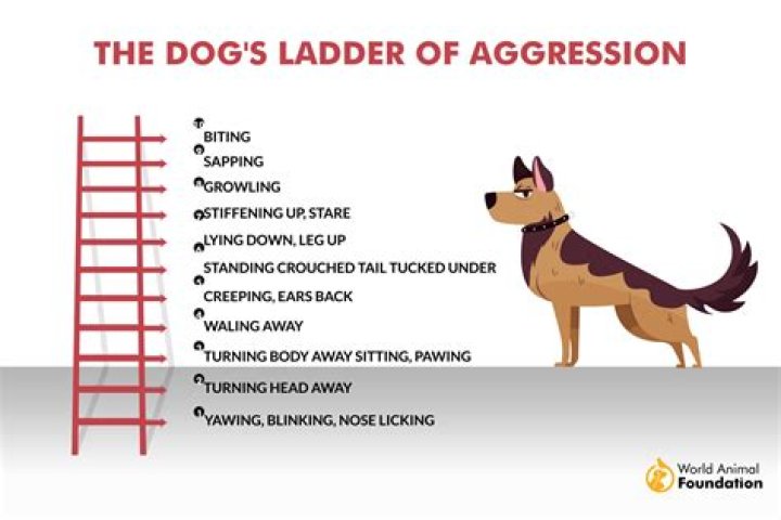 Do aggressive dogs need to be put down?