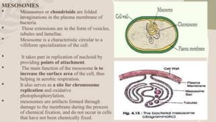 Do all bacteria have mesosomes?