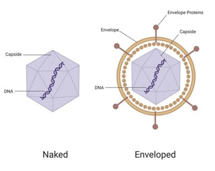 Do all viruses have an envelope?