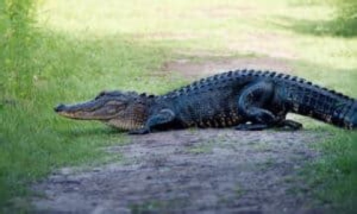 Do alligators live in south carolina?