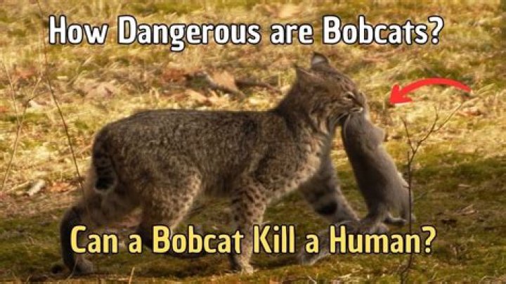 Do bobcats attack dogs?