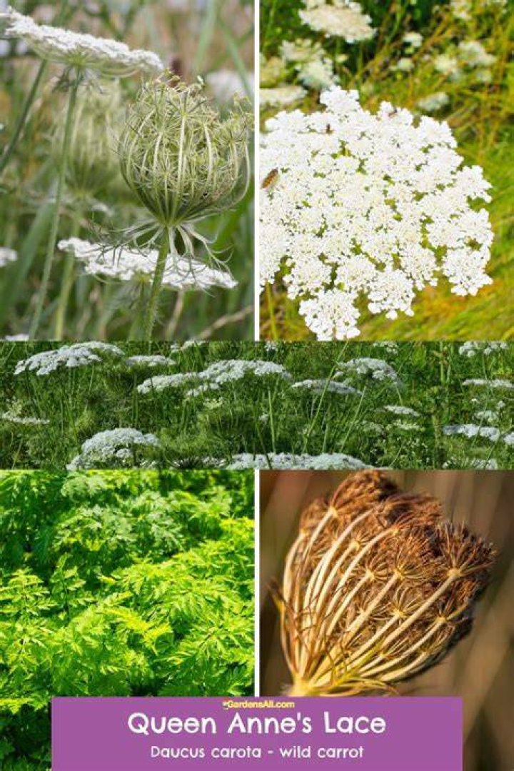 Do butterflies like queen anne's lace?