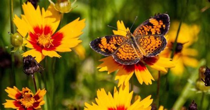Do coreopsis attract butterflies?