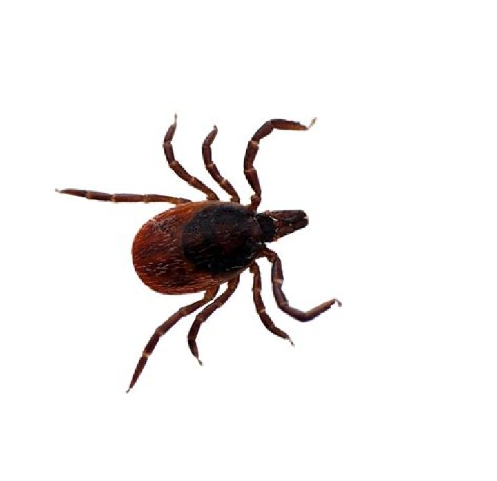 Do deer ticks have red legs?