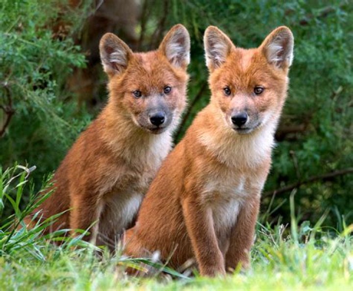 Do dholes make good pets?
