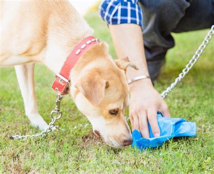 Do dogs eat cat poop?