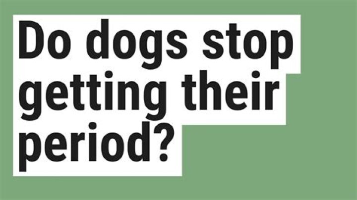 Do dogs ever stop menstruating?