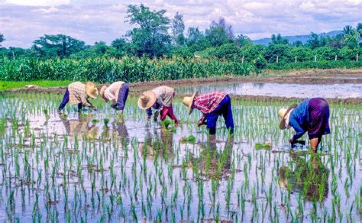 Do fish live in rice paddies?