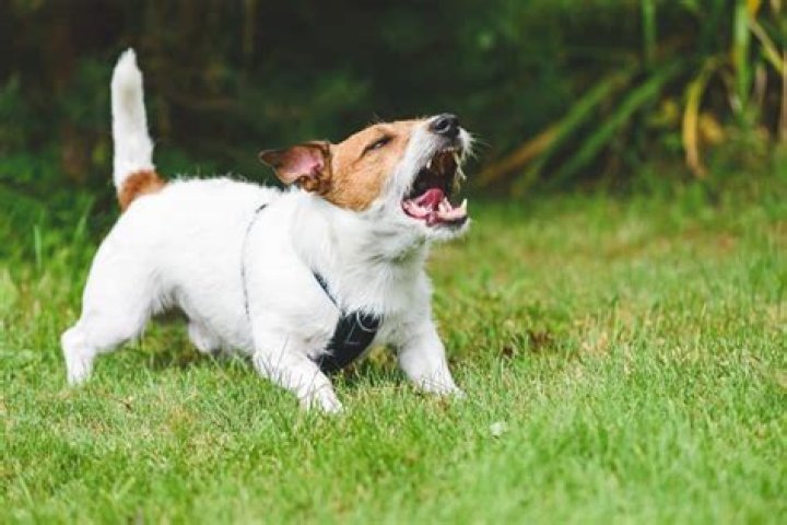 Do girl or boy dogs bark more?