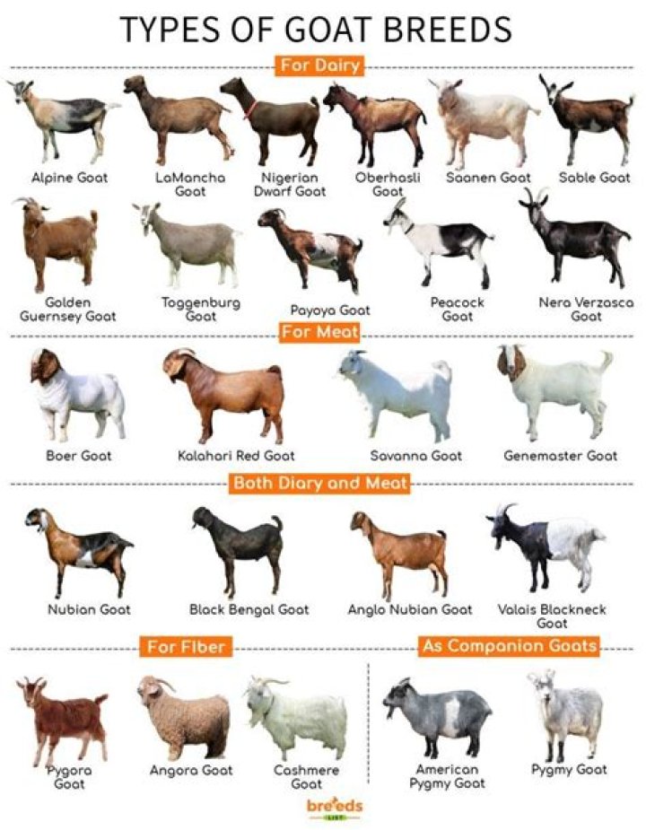 Do goats need to be drenched?