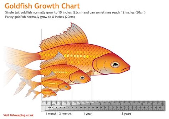 Do goldfish eat riccia?
