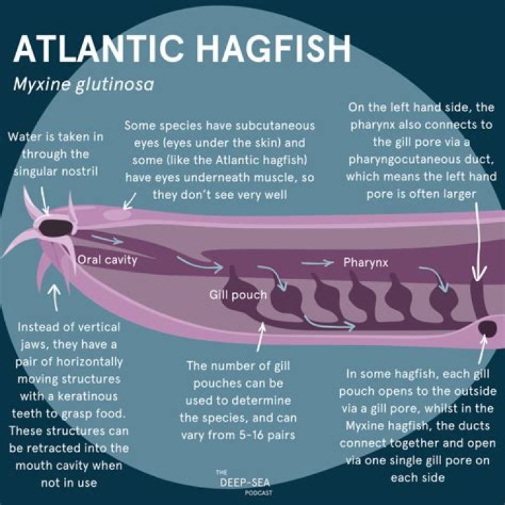 Do hagfish have eyes?