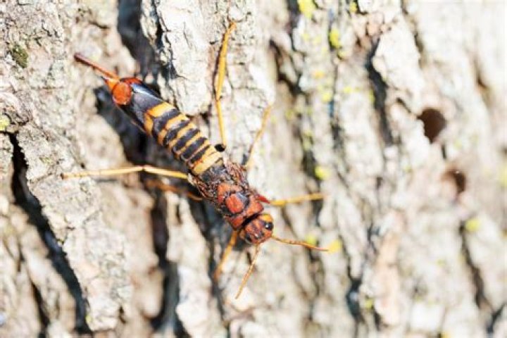 Do horntail wasps kill trees?