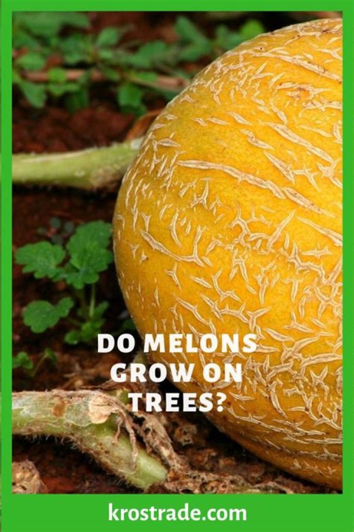 Do melons grow on trees?