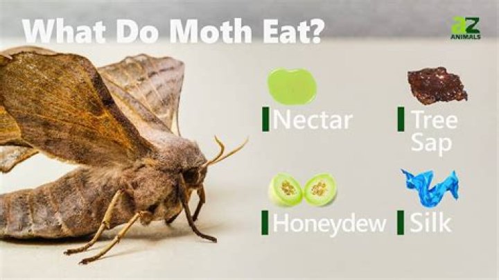 Do moth eat leaves?