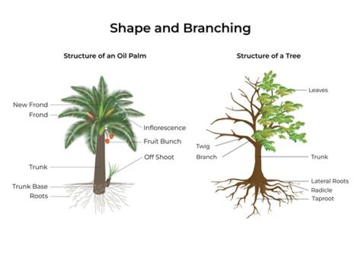 Do palm trees have branches?