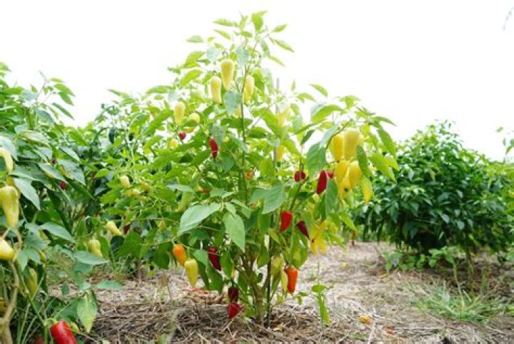 Do pepper live in ohio?