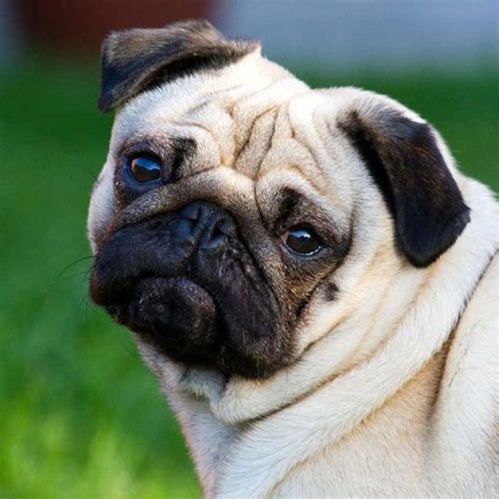 Do pugs have trouble giving birth?