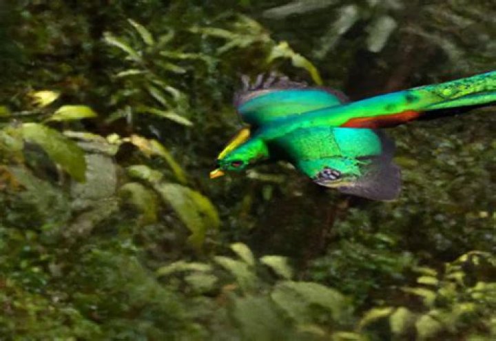 Do quetzals lose stamina?