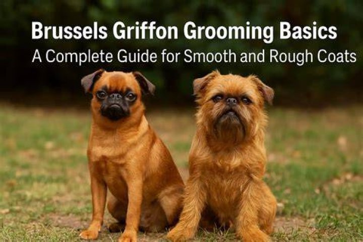 Do rough coat brussels griffons shed?