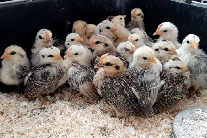 Do seramas lay eggs?