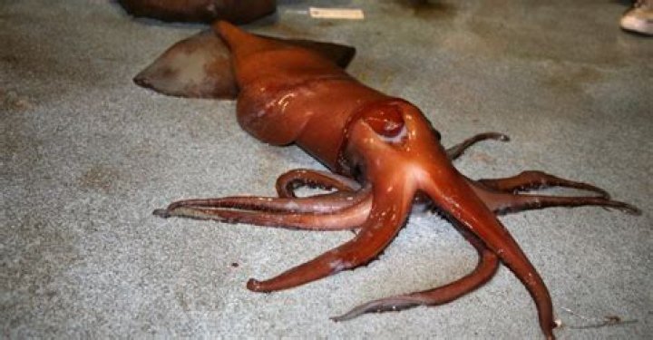 Do squid eat humans?