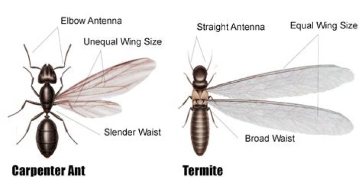 Do termites have wings?