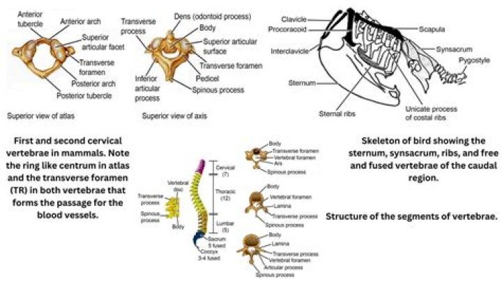 Do vertebrates have a backbone?