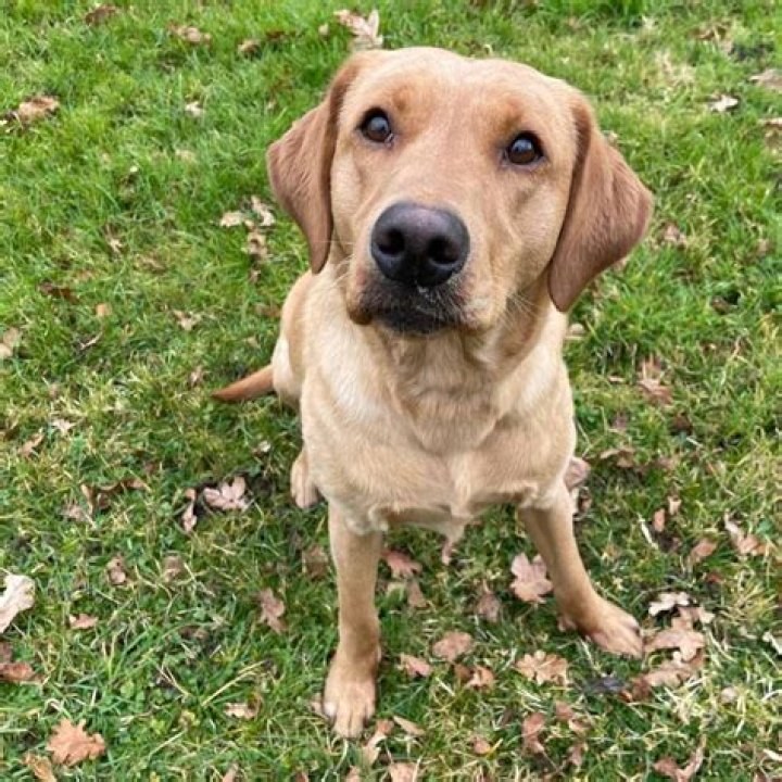 Do yellow labs bark?