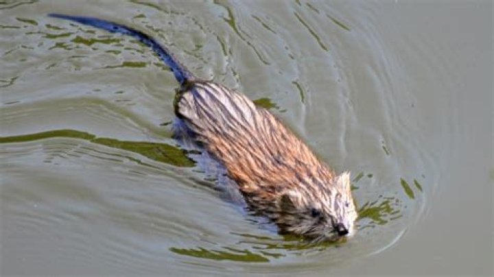 Does a muskrat eat fish?