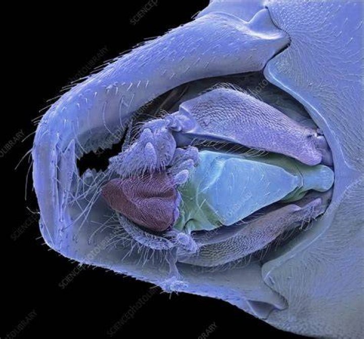 Does an ant have crushing mouthparts?