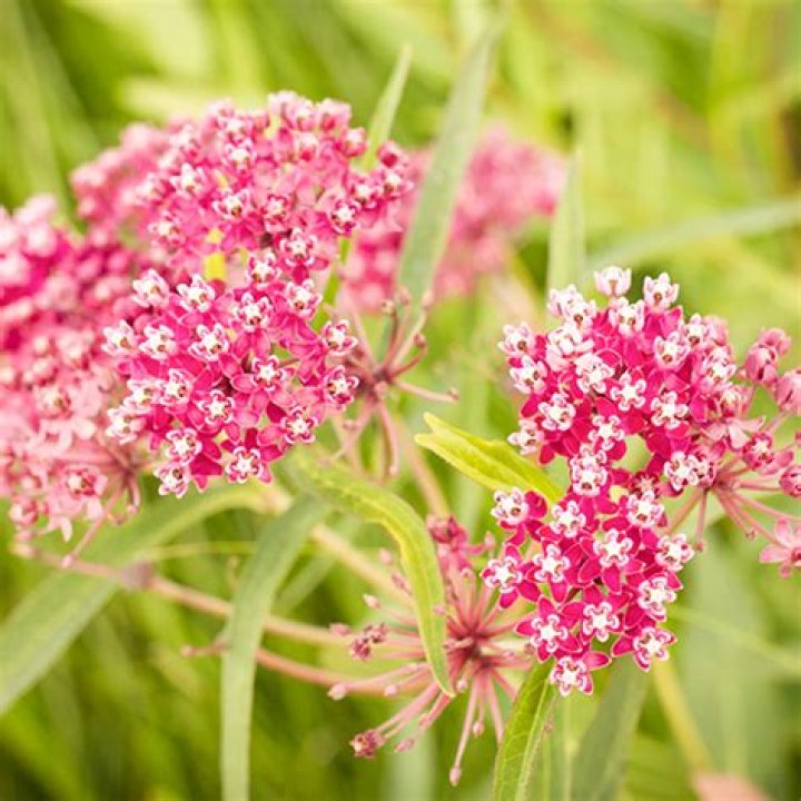 Does asclepias incarnata spread?