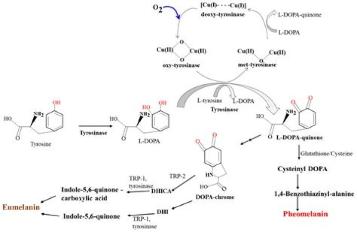 Does azelaic acid inhibit tyrosinase?