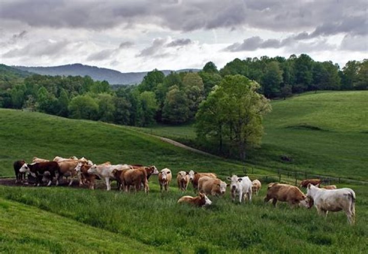 Does cows live on grassland?