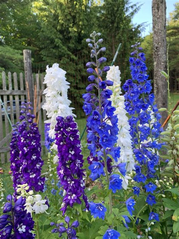 Does delphinium self seed?