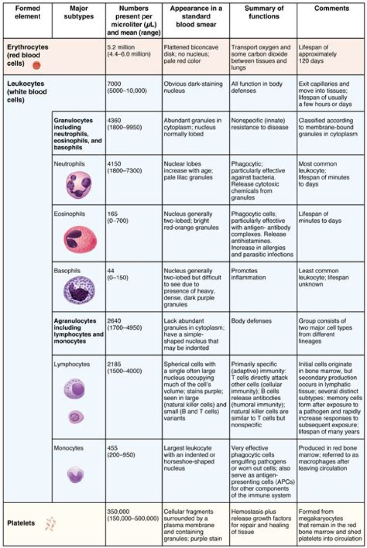 Does erythrocytes fight infection?