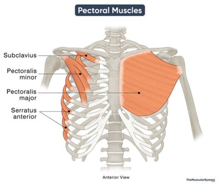 Does everyone have pectoral muscles?