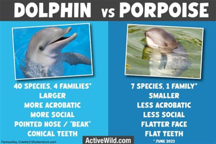 Does florida have dolphins or porpoises?