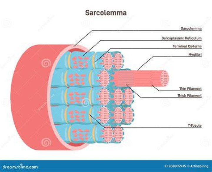 Does it mean when the sarcolemma is depolarized?
