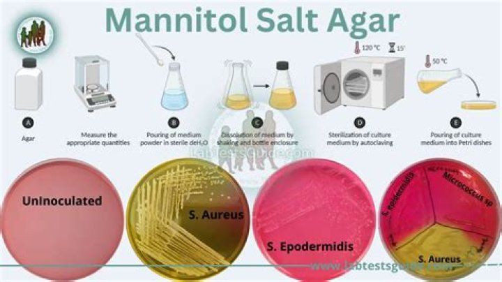 Does micrococcus luteus ferment mannitol?