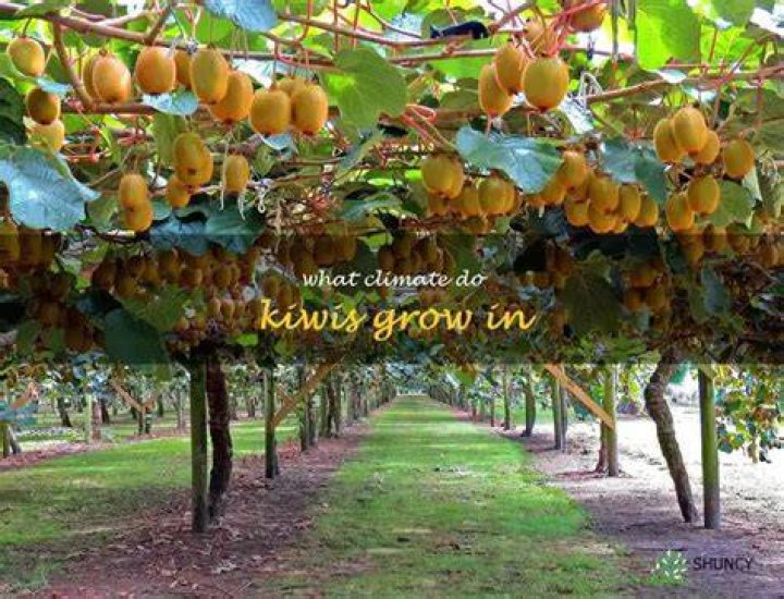 Does new zealand grow kiwis?