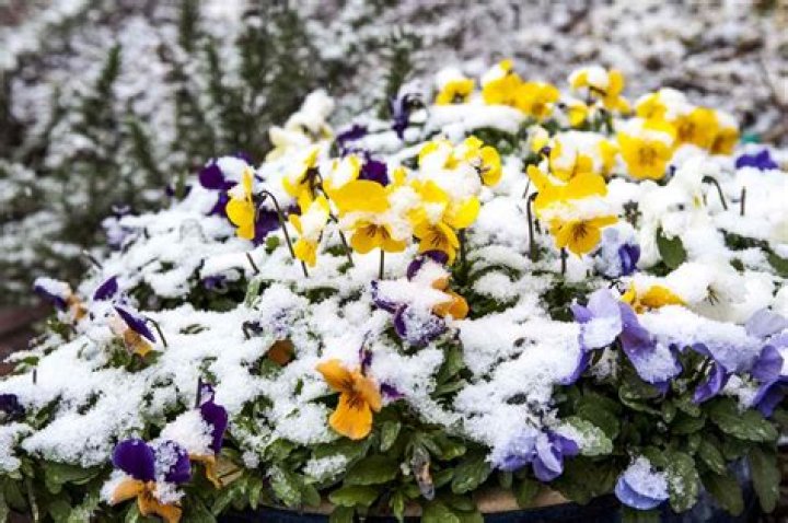 Does pansies grow in winter?
