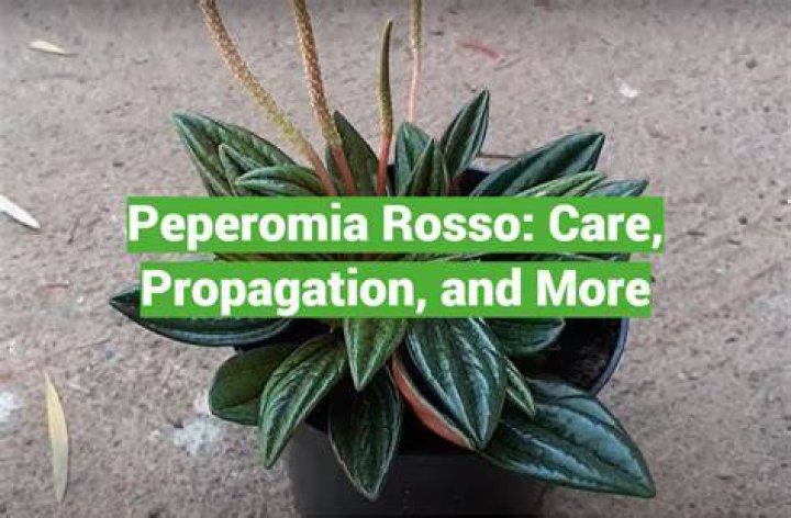Does peperomia need drainage?