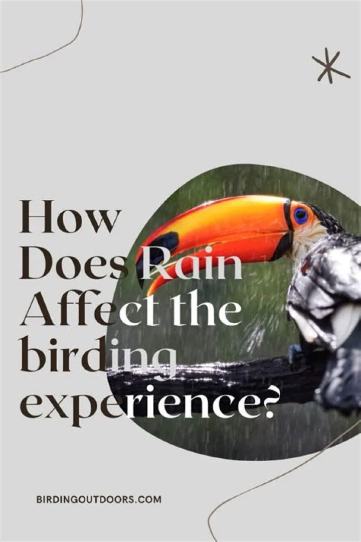 Does rain affect birding?