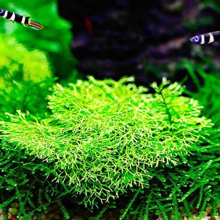 Does riccia fluitans need co2?