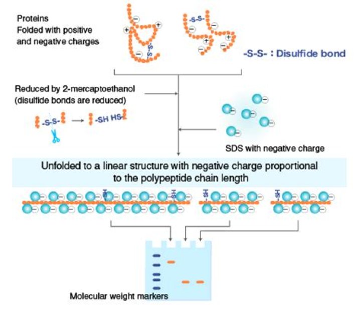 Does sds page break disulfide bonds?