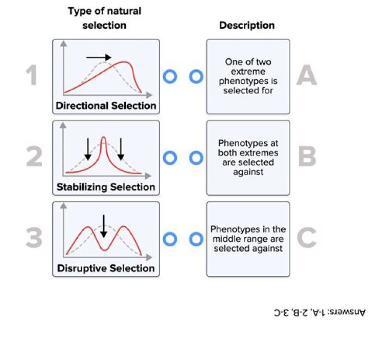 Does stabilising selection lead to speciation?