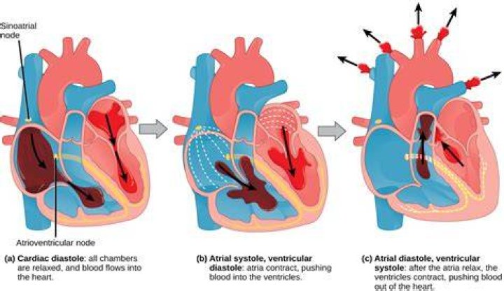 Does the atria or ventricles contract first?